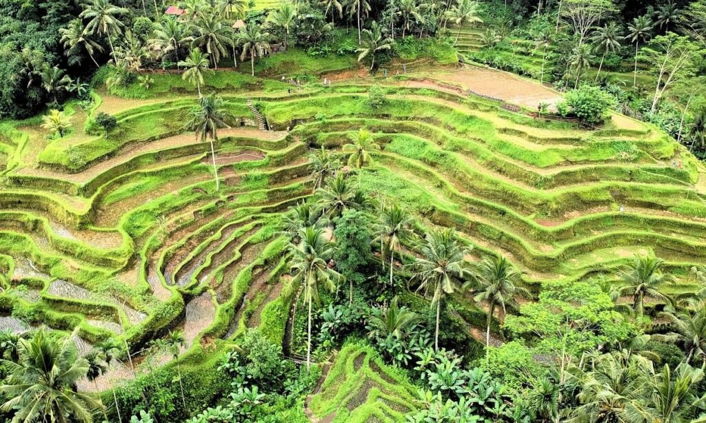 tegallalang-rice-terrace-bali-golden-tour