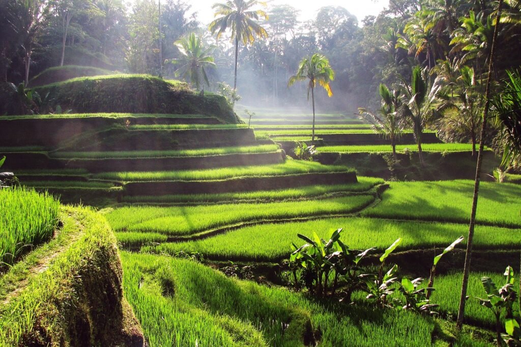 tegalalang rice terrace 2